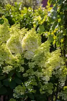 Hydrangea paniculata (Pluimhortensia) - afbeelding 40