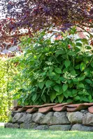 Hydrangea paniculata (Pluimhortensia) - afbeelding 53