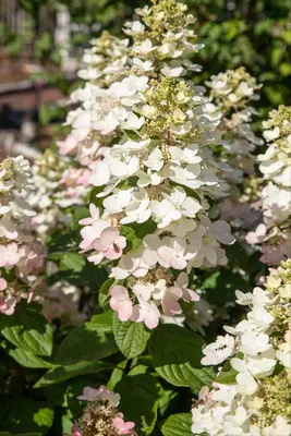 Hydrangea paniculata (Pluimhortensia) - afbeelding 58