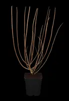 Hydrangea paniculata (Pluimhortensia) - afbeelding 14
