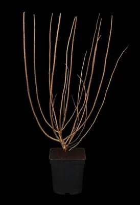 Hydrangea paniculata (Pluimhortensia) - afbeelding 14