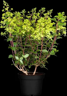 Hydrangea paniculata (Pluimhortensia) - afbeelding 4