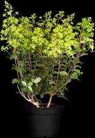 Hydrangea paniculata (Pluimhortensia) - afbeelding 4