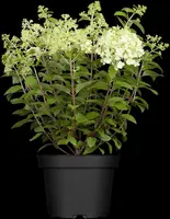 Hydrangea paniculata (Pluimhortensia) - afbeelding 12