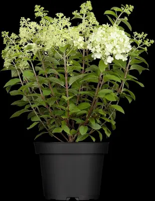 Hydrangea paniculata (Pluimhortensia) - afbeelding 12