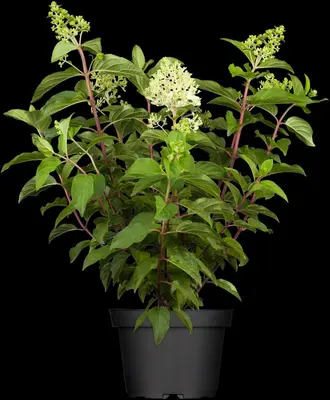 Hydrangea paniculata (Pluimhortensia) - afbeelding 19