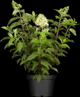 Hydrangea paniculata (Pluimhortensia) - afbeelding 19