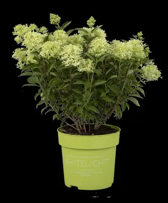 Hydrangea paniculata (Pluimhortensia) - afbeelding 30