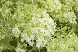 Hydrangea paniculata (Pluimhortensia) - afbeelding 2