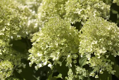 Hydrangea paniculata (Pluimhortensia) - afbeelding 5