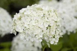 Hydrangea paniculata (Pluimhortensia) - afbeelding 8