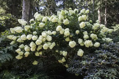 Hydrangea paniculata (Pluimhortensia) - afbeelding 9