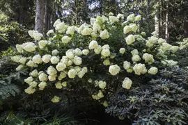 Hydrangea paniculata (Pluimhortensia) - afbeelding 9