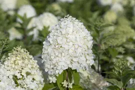 Hydrangea paniculata (Pluimhortensia) - afbeelding 26