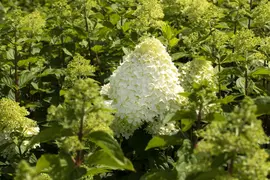 Hydrangea paniculata (Pluimhortensia) - afbeelding 27