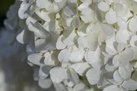 Hydrangea paniculata (Pluimhortensia) - afbeelding 29