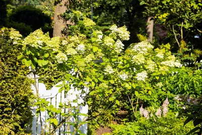 Hydrangea paniculata (Pluimhortensia) - afbeelding 31