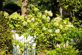 Hydrangea paniculata (Pluimhortensia) - afbeelding 31