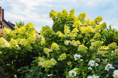 Hydrangea paniculata (Pluimhortensia) - afbeelding 32