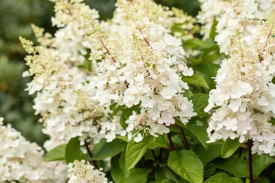 Hydrangea paniculata (Pluimhortensia) - afbeelding 35