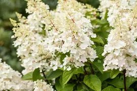 Hydrangea paniculata (Pluimhortensia) - afbeelding 35