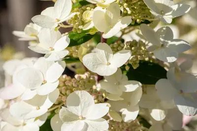 Hydrangea paniculata (Pluimhortensia) - afbeelding 37