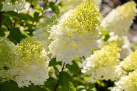 Hydrangea paniculata (Pluimhortensia) - afbeelding 39