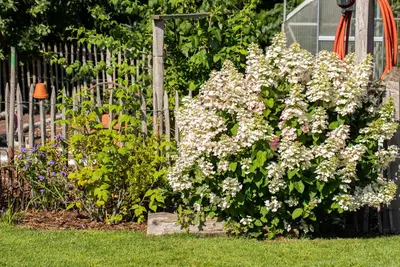 Hydrangea paniculata (Pluimhortensia) - afbeelding 41