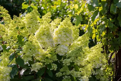 Hydrangea paniculata (Pluimhortensia) - afbeelding 42