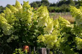 Hydrangea paniculata (Pluimhortensia) - afbeelding 44
