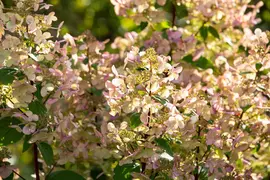 Hydrangea paniculata (Pluimhortensia) - afbeelding 46