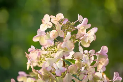 Hydrangea paniculata (Pluimhortensia) - afbeelding 48