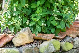 Hydrangea paniculata (Pluimhortensia) - afbeelding 49