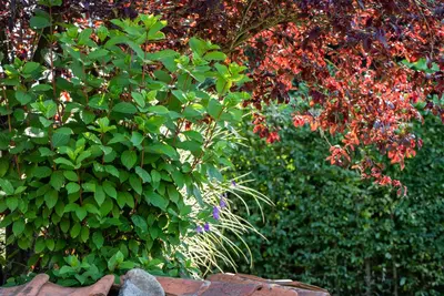 Hydrangea paniculata (Pluimhortensia) - afbeelding 50
