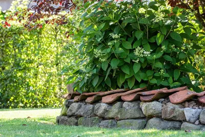 Hydrangea paniculata (Pluimhortensia) - afbeelding 52