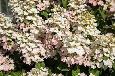 Hydrangea paniculata (Pluimhortensia) - afbeelding 56