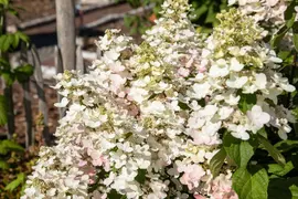 Hydrangea paniculata (Pluimhortensia) - afbeelding 57
