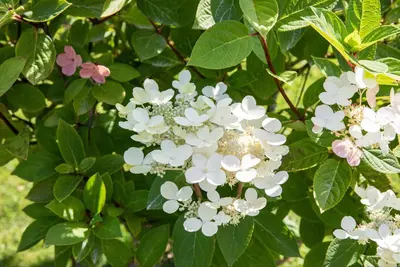 Hydrangea paniculata (Pluimhortensia) - afbeelding 59