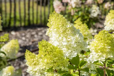 Hydrangea paniculata (Pluimhortensia) - afbeelding 61