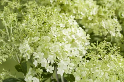Hydrangea paniculata (Pluimhortensia) - afbeelding 2