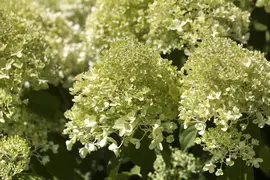 Hydrangea paniculata (Pluimhortensia) - afbeelding 5