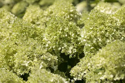 Hydrangea paniculata (Pluimhortensia) - afbeelding 6