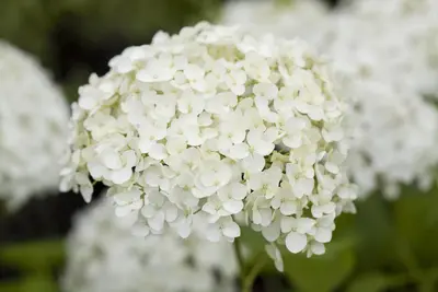 Hydrangea paniculata (Pluimhortensia) - afbeelding 8