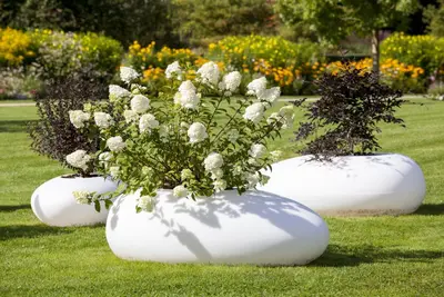 Hydrangea paniculata (Pluimhortensia) - afbeelding 10