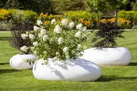 Hydrangea paniculata (Pluimhortensia) - afbeelding 10