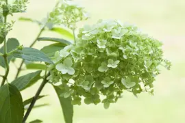 Hydrangea paniculata (Pluimhortensia) - afbeelding 11