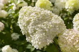 Hydrangea paniculata (Pluimhortensia) - afbeelding 15