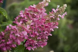 Hydrangea paniculata (Pluimhortensia) - afbeelding 18