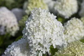 Hydrangea paniculata (Pluimhortensia) - afbeelding 25