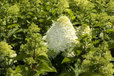 Hydrangea paniculata (Pluimhortensia) - afbeelding 27